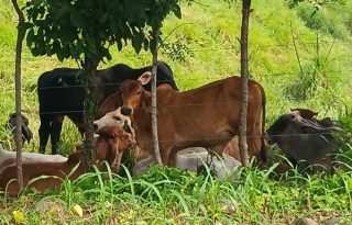 Entre las modalidades detectadas se encuentra el uso de vehículos equipados con dobles tinas refrigeradas, una estrategia que les permite movilizar el producto ilícito sin levantar sospechas en los puntos de control. Foto. Melquíades Vásquez