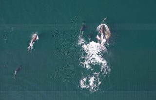 Esta alianza entre orcas y delfines beneficia a los delfines. Foto: EFE