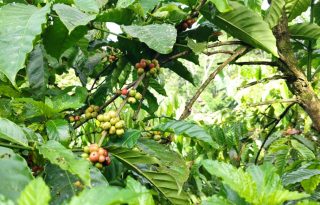 Los ensayos se realizarán en diferentes ambientes dentro del país. Foto: Eric Montenegro