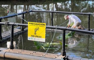 Científico del Smithsonian Héctor Guzmán donde se le observa trabajando en un recinto flotante donde se alojan manatíes para su estudio. EFE