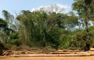 La producción de pulpa de madera subió un 3 %, hasta los 189 millones de toneladas, impulsada por China y varios países sudamericanos. Foto: EFE