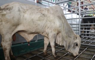 Varias razas han sido mejoradas con el programa que ejecuta el Mida. Foto: Cortesía Mida