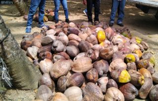 Entre las técnicas implementadas destacan la tipificación de plantas madres. Foto: Diómedes Sánchez 