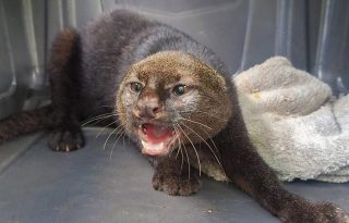 El jaguarundi, de pequeña cabeza y larga cola, que no tiene manchas ni tampoco rayas. Foto: Cortesía