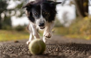 Solo  un grupo de perros muy reducido ha demostrado la capacidad de aprender nombres de objetos. Foto: Pexels