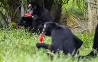 Monos comiendo helado este martes, en el BioParque de Río de Janeiro (Brasil). EFE/ Antonio Lacerda