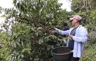 Cerca de 10.000 personas migran cada año al distrito de Renacimiento para cosechar el café. Foto: EFE
