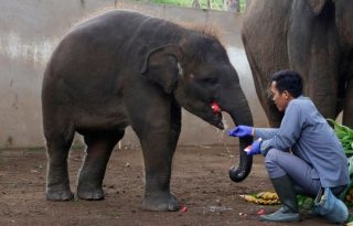 Un elefante de Sumatra con una persona en Bali, Indonesia. Foto: EFE