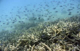  Peces tropicales nadan entre la gran barrera de coral en la isla de Keppel (Australia). EFE
