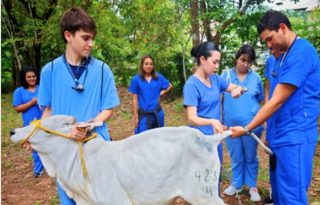 El interés por la carrera de veterinaria es muy alto. 