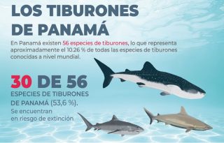 Panamá da pasos importantes para la conservación de los tiburones. Foto: Cortesía