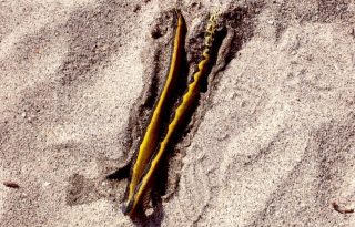 »La serpiente marina de vientre amarillo se ha visto por estos días en las playas del Pacífico. Foto: Sinaproc