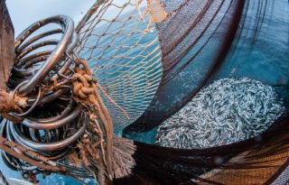 Se observa una recuperación del sector pesquero, como oferta exportable, destaca el CNC. Foto ilustrativa