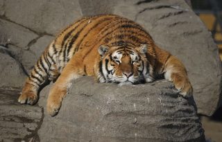Durante este periodo de dieta, cada día y de forma rotatoria no se podrá dar comida a las fieras en uno de los 11 espacios al aire libre en los que viven en el Parque. EFE