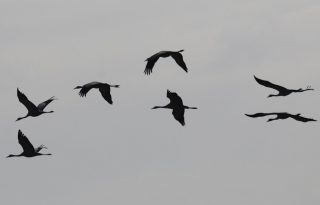 Restricciones para movimientos de aves. Foto: Archivo/EFE