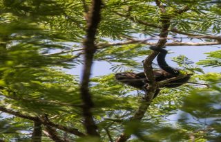 Datos nacionales indican que el 43 % de los anfibios, el 34 % de las aves y el 24 % de los mamíferos del país están en alguna categoría de riesgo. Foto: Cortesía 