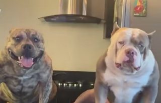 Los dos animales eran de competencia por tal razón eran dóciles.