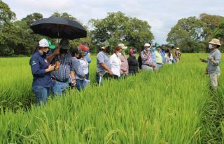 En el país se está tratando de que la siembra de arroz sea en riego y no en secano, que es el tipo que practica la mayoría de los productores del grano.  Cortesía