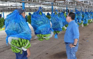 Plantación tras la apertura gradual de la actividad bananera por parte de la transnacional Chiquita en Changuinola. EFE