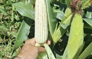 Los plaguicidas son acompañantes de los productores en el manejo de los cultivos. Foto: Cortesía