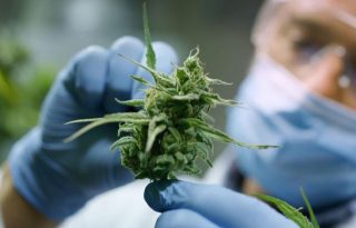 La Dirección Nacional de Farmacia y Drogas ha emitido un total de tres licencias de fabricación de derivados de cannabis medicinal. Foto: Cortesía 