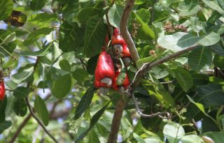 El marañónal ha experimentado en los últimos años una marcada reducción en su productividad. 