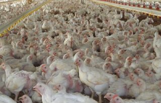 Hay preocupación entre los avicultores por el impacto de las importaciones de carne de pollo provenientes de mercados internacionales.