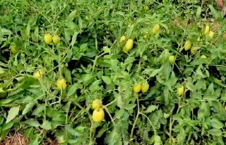 Si no se apoya al productor, el consumidor será el que sufrirá las consecuencias con precios más altos. Foto. Archivo