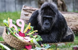 Fatou requiere cuidados y atención especiales. Foto: EFE / EPA / Filip Singer