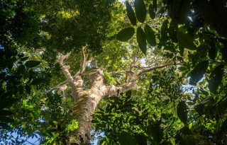 Interacciones positivas son más habituales en los bosques tropicales. Foto: Cortesía