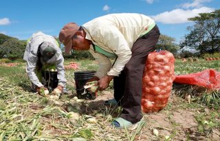 La cosecha de cebolla en Natá inició con buen ritmo con el fin de abastecer al mercado del producto nacional. Foto: Cortesía