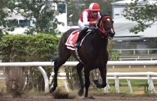 El caballo argentino Nux. Foto: Cortesía