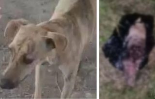 El caso de ‘Ferchita’ ha generado indignación. 