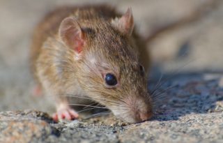 Los hantavirus son una familia de virus que afecta fundamentalmente a los roedores.  Foto: Wirestock / Freepik