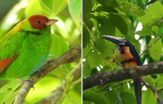 Panamá es un paraíso para las aves. Foto: MiAmbiente