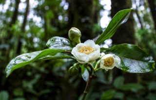Un aporte significativo al conocimiento de la biodiversidad panameña. Foto: Cortesía