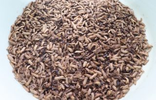 Las larvas de la mosca soldado negra son reconocidas por su alta capacidad de bioconversión. Foto: Cortesía 