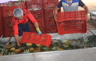 Los productores no descartan que se pueda llegar a un acuerdo entre las partes antes del fallo de la Organización Mundial del Comercio.  Archivo 