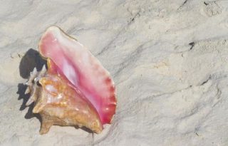 La medida de la ARAP busca frenar la sobreexplotación de caracoles marinos.  