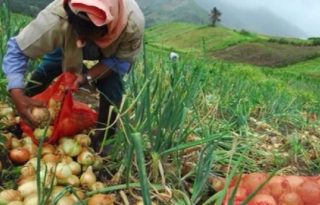Alimentos procesados derivados del sector avícola no pueden ingresar a Costa Rica.