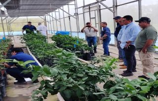MIDA desarrolla giras técnicas y talleres regionales para impulsar cultivos.