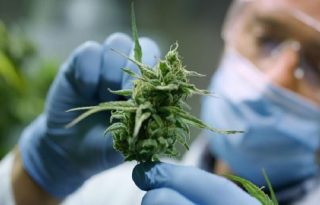 Pacientes podrán acceder al cannabis medicinal en Panamá. 