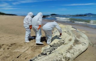 Autoridades ambientales y comunitarias coordinan acciones en Playa Veracruz tras el hallazgo de un tiburón ballena en avanzado estado de descomposición.