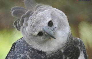 El Águila Harpía es el ave nacional de Panamá y el águila más grande del continente americano.