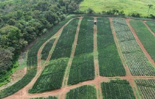 El distrito de La Chorrera, envió a Europa y Estados Unidos más de 224 mil cajas. Foto. Eric Montenegro