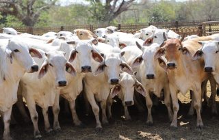 La permanencia de Panamá como país de riesgo insignificante frente a la EEB representa una ventaja estratégica para el sector agropecuario nacional.