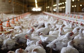 Vigilancia sanitaria como parte de las medidas preventivas contra la Influenza Aviar en Panamá.