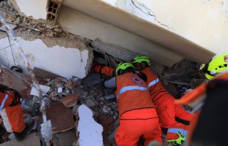 Las 12 unidades se mantienen en buen estado de salud. Foto: Cortesía