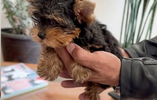 Rocco, el nuevo integrante de la familia.