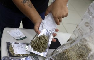 Panamá produjo cerca del 50 % de lo que normalmente produce. Foto: EFE